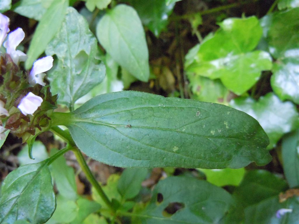 Prunella vulgaris